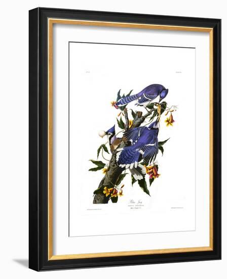 Blue Jay-John James Audubon-Framed Giclee Print