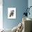 Blue Jay-John James Audubon-Giclee Print displayed on a wall