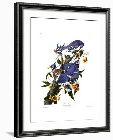 Blue Jay-John James Audubon-Framed Giclee Print