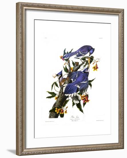 Blue Jay-John James Audubon-Framed Giclee Print