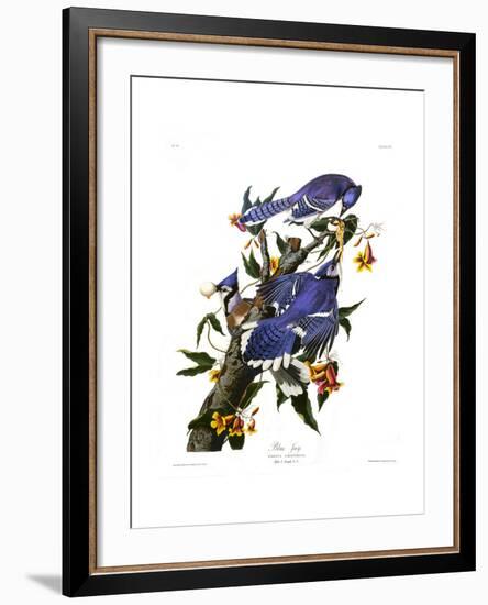 Blue Jay-John James Audubon-Framed Giclee Print