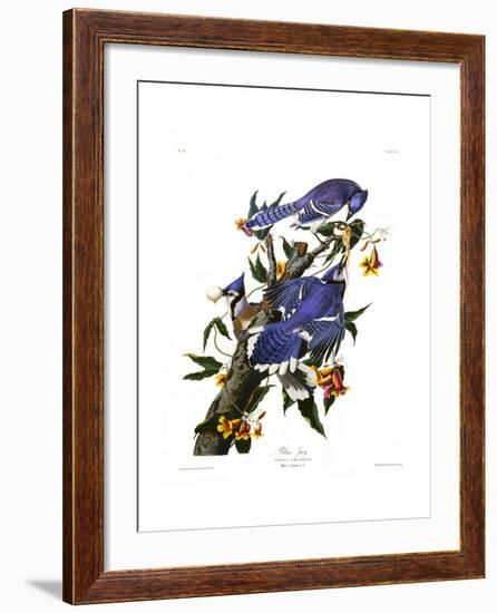 Blue Jay-John James Audubon-Framed Giclee Print