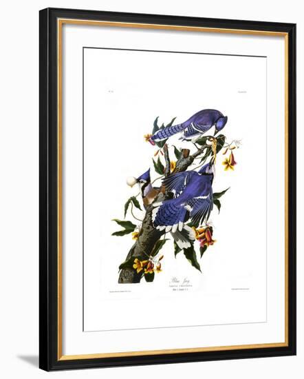 Blue Jay-John James Audubon-Framed Giclee Print