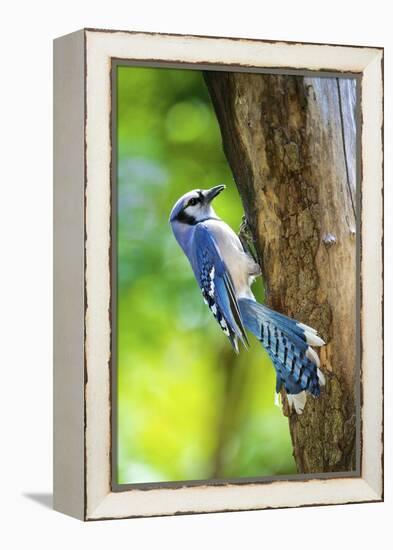 Blue Jay-Gary Carter-Framed Premier Image Canvas