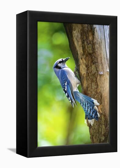 Blue Jay-Gary Carter-Framed Premier Image Canvas