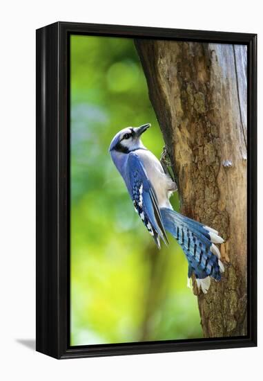 Blue Jay-Gary Carter-Framed Premier Image Canvas