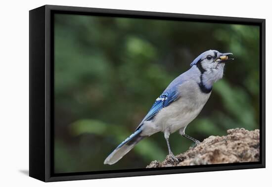 Blue Jay-Gary Carter-Framed Premier Image Canvas