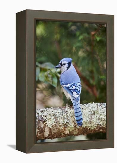 Blue Jay-Gary Carter-Framed Premier Image Canvas