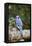 Blue Jay-Gary Carter-Framed Premier Image Canvas