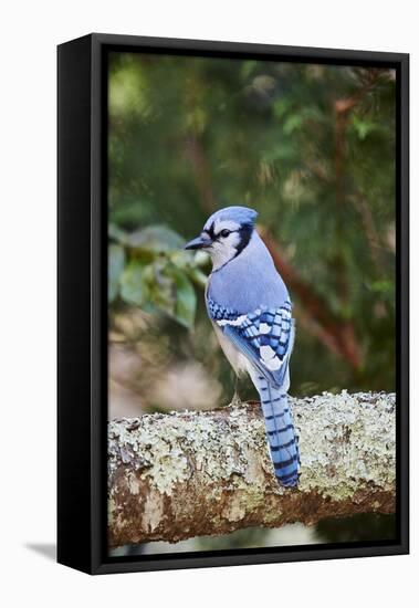 Blue Jay-Gary Carter-Framed Premier Image Canvas