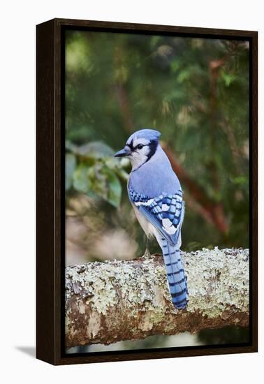 Blue Jay-Gary Carter-Framed Premier Image Canvas