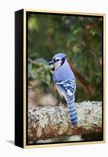 Blue Jay-Gary Carter-Framed Premier Image Canvas