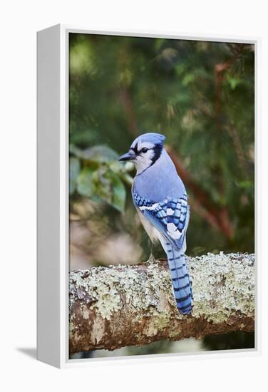 Blue Jay-Gary Carter-Framed Premier Image Canvas