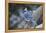 Blue Jay-Gary Carter-Framed Premier Image Canvas