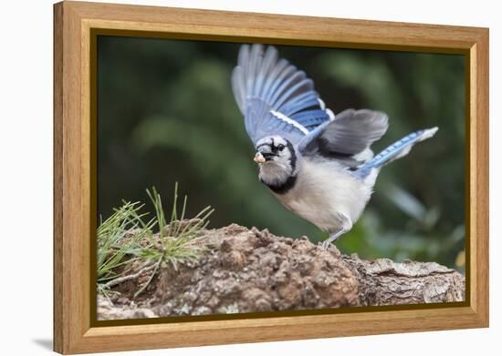 Blue Jay-Gary Carter-Framed Premier Image Canvas