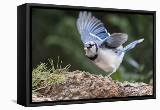 Blue Jay-Gary Carter-Framed Premier Image Canvas