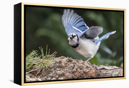 Blue Jay-Gary Carter-Framed Premier Image Canvas