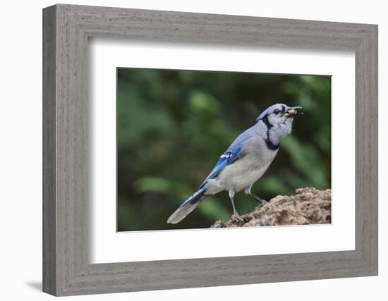 Blue Jay-Gary Carter-Framed Premium Photographic Print