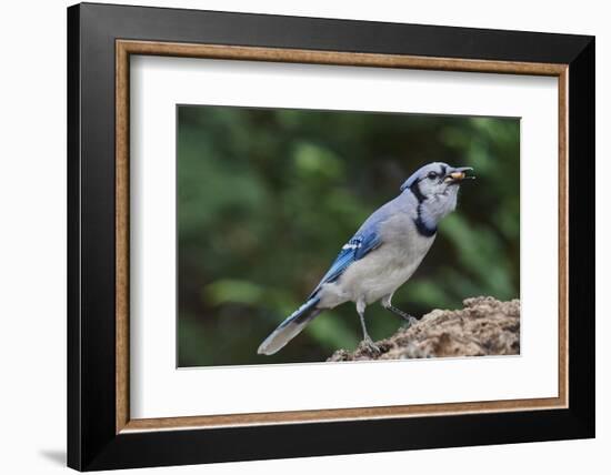 Blue Jay-Gary Carter-Framed Premium Photographic Print