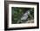 Blue Jay-Gary Carter-Framed Premium Photographic Print