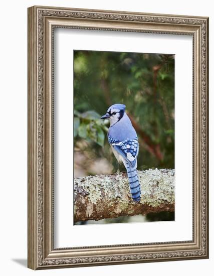 Blue Jay-Gary Carter-Framed Premium Photographic Print