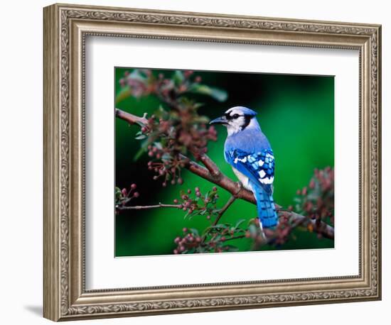 Blue Jay-Adam Jones-Framed Photographic Print