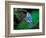 Blue Jay-Adam Jones-Framed Photographic Print