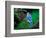 Blue Jay-Adam Jones-Framed Photographic Print