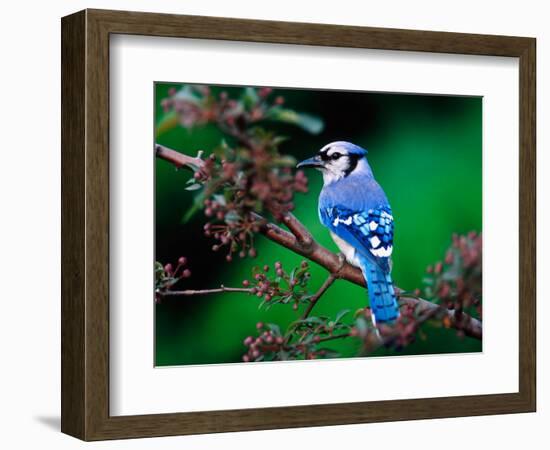 Blue Jay-Adam Jones-Framed Photographic Print