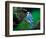 Blue Jay-Adam Jones-Framed Photographic Print