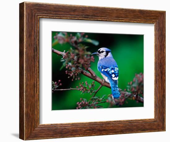 Blue Jay-Adam Jones-Framed Photographic Print