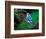 Blue Jay-Adam Jones-Framed Photographic Print