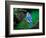 Blue Jay-Adam Jones-Framed Photographic Print