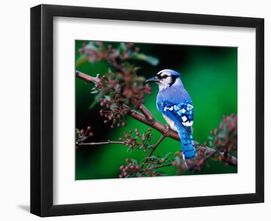 Blue Jay-Adam Jones-Framed Photographic Print