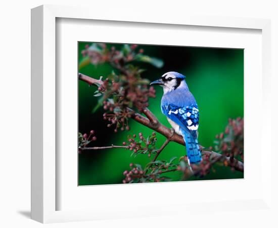 Blue Jay-Adam Jones-Framed Photographic Print