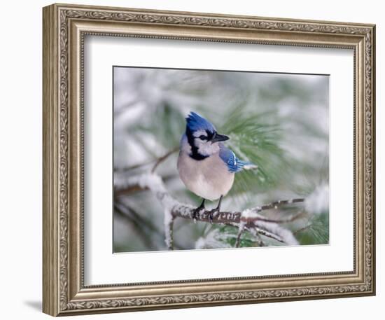 Blue Jay-Adam Jones-Framed Photographic Print