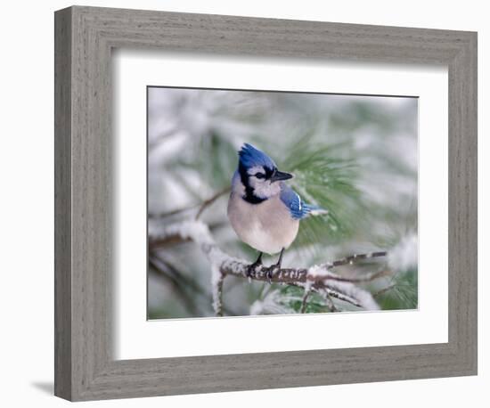 Blue Jay-Adam Jones-Framed Photographic Print