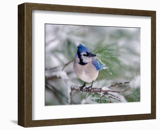 Blue Jay-Adam Jones-Framed Photographic Print