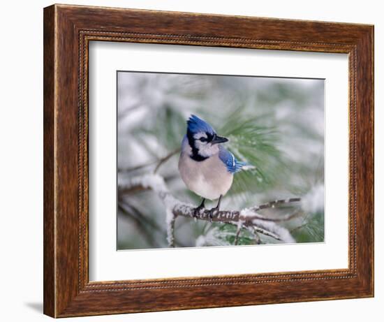 Blue Jay-Adam Jones-Framed Photographic Print