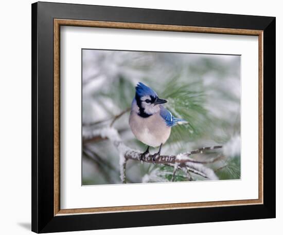 Blue Jay-Adam Jones-Framed Photographic Print