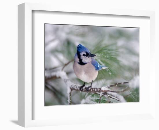 Blue Jay-Adam Jones-Framed Photographic Print