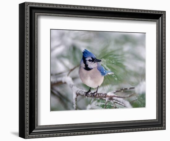 Blue Jay-Adam Jones-Framed Photographic Print