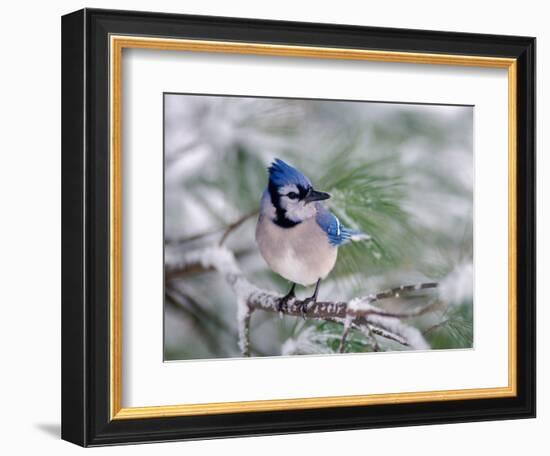 Blue Jay-Adam Jones-Framed Photographic Print