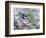 Blue Jay-Adam Jones-Framed Photographic Print