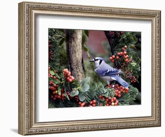 Blue Jay-Gary Carter-Framed Photographic Print