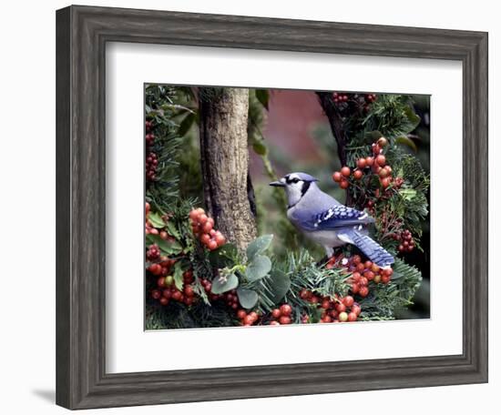 Blue Jay-Gary Carter-Framed Photographic Print