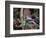 Blue Jay-Gary Carter-Framed Photographic Print