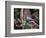 Blue Jay-Gary Carter-Framed Photographic Print