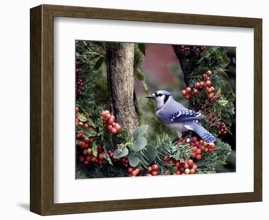 Blue Jay-Gary Carter-Framed Photographic Print