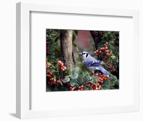 Blue Jay-Gary Carter-Framed Photographic Print